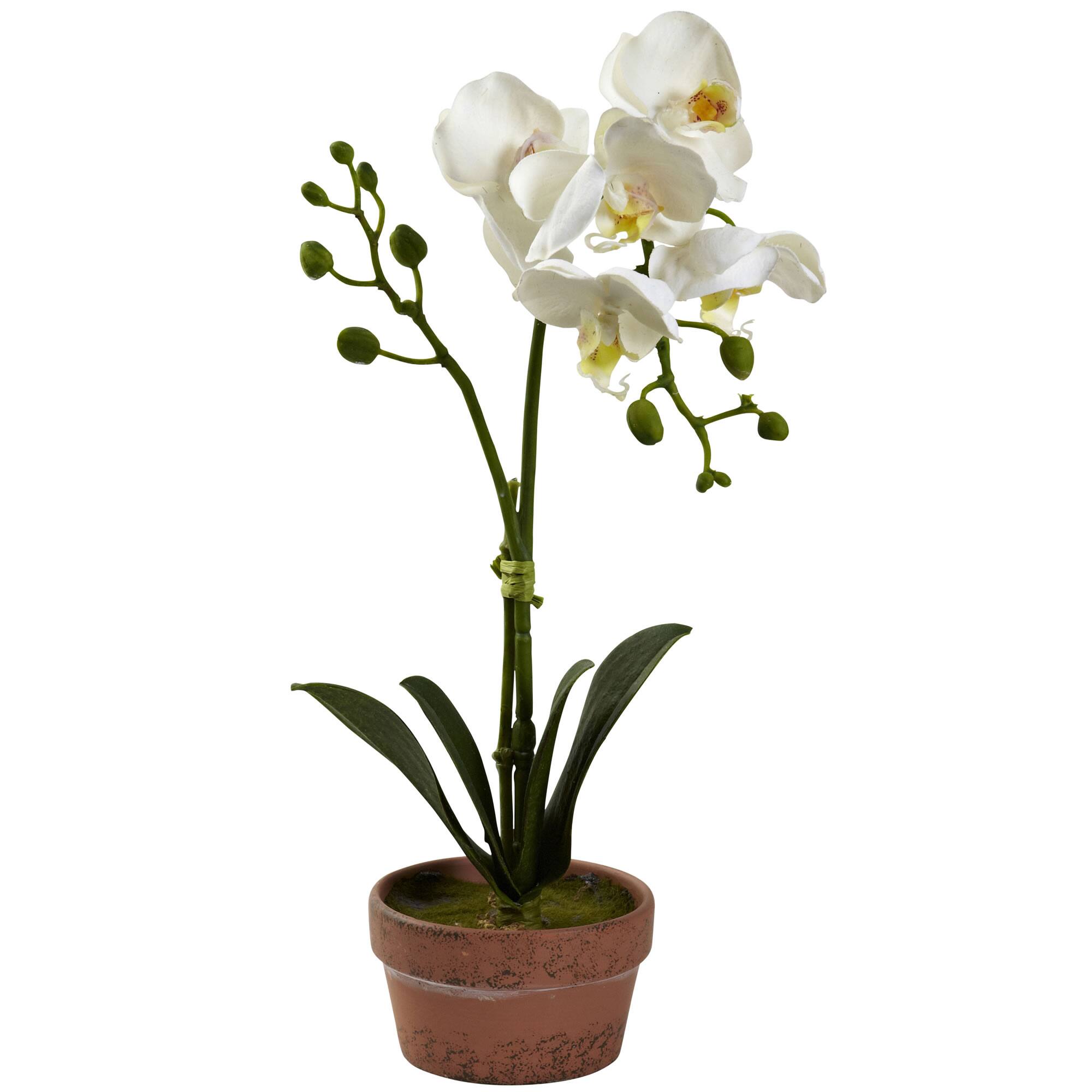13" Orchid with Clay Vase, 4ct.